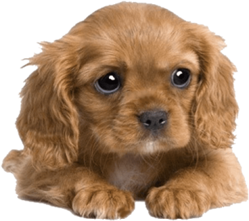 a small brown dog laying down on the ground