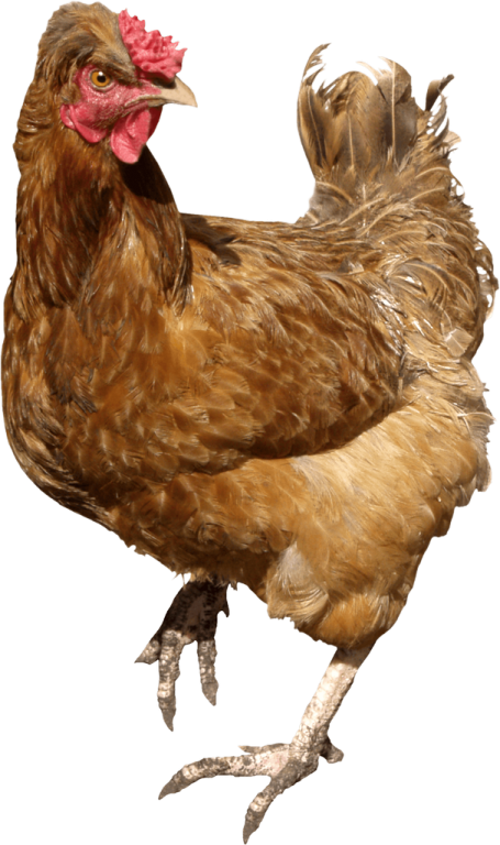 the chicken is brown