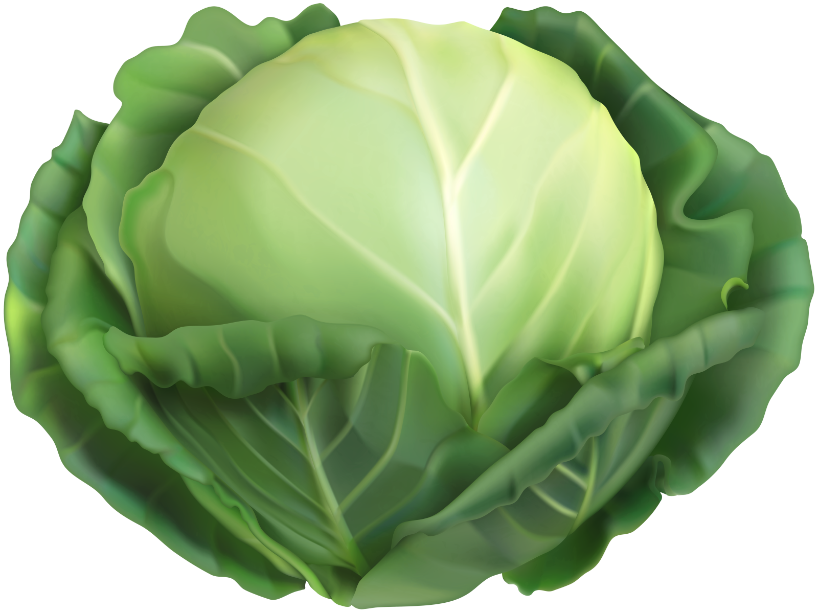 a cabbage head with green leaves