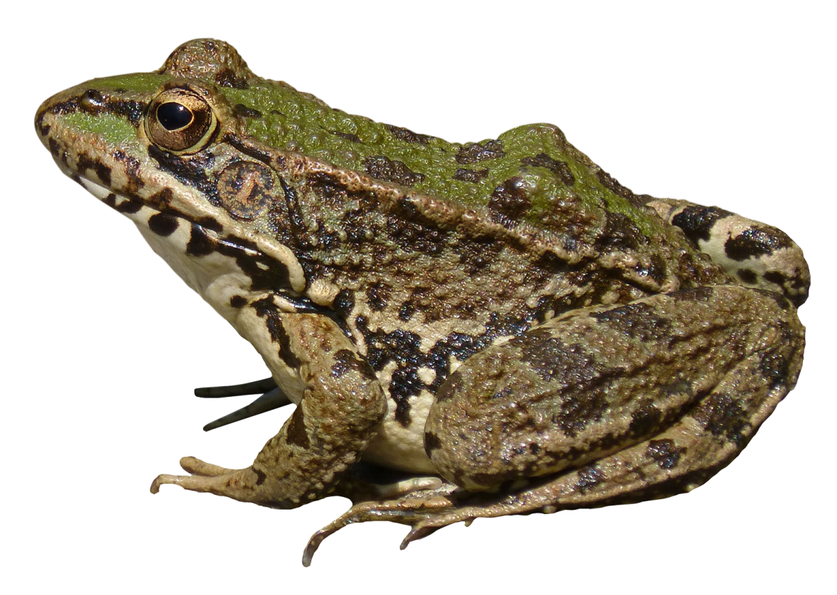 a frog sitting on top of a white surface