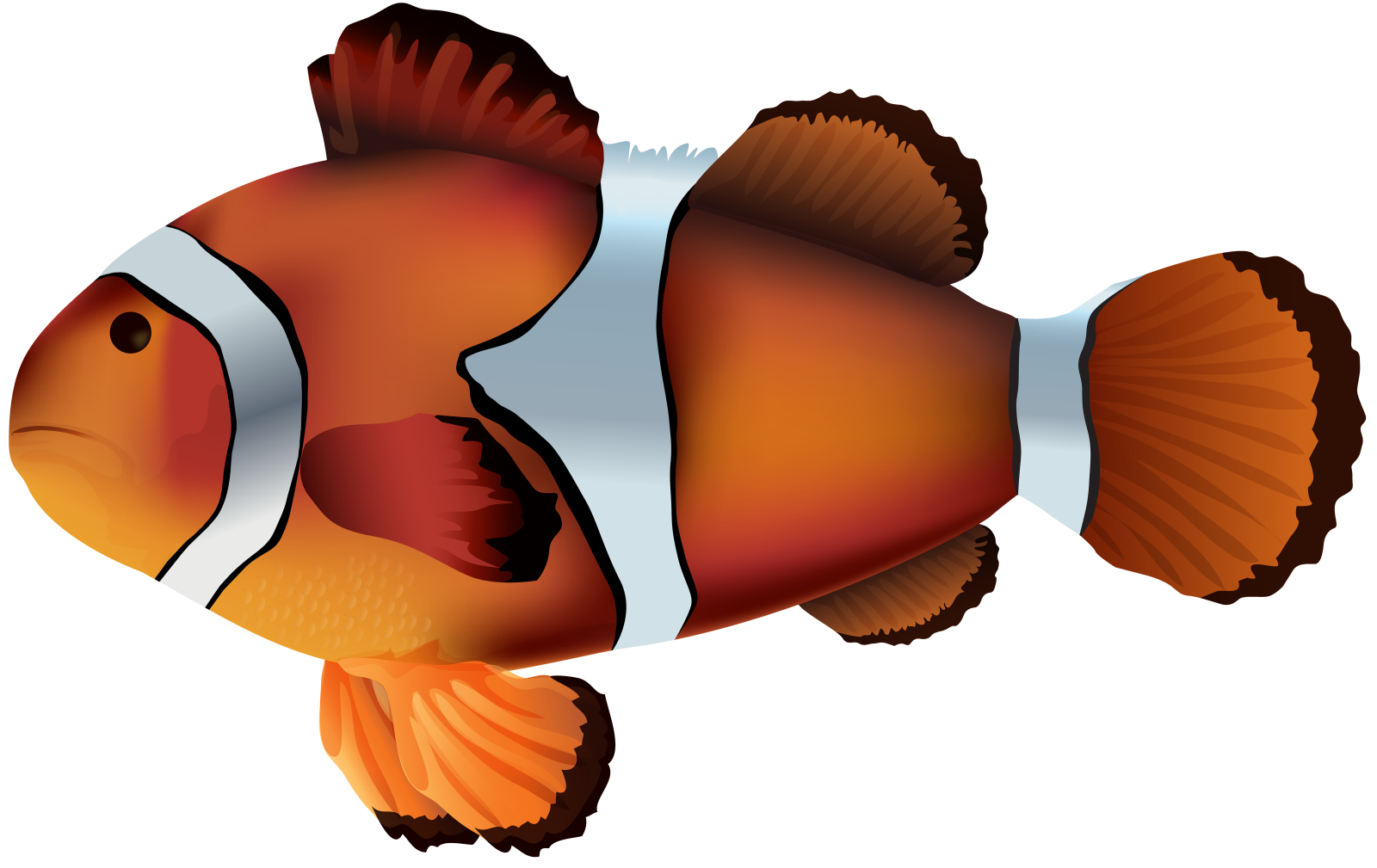 an image of a clown fish