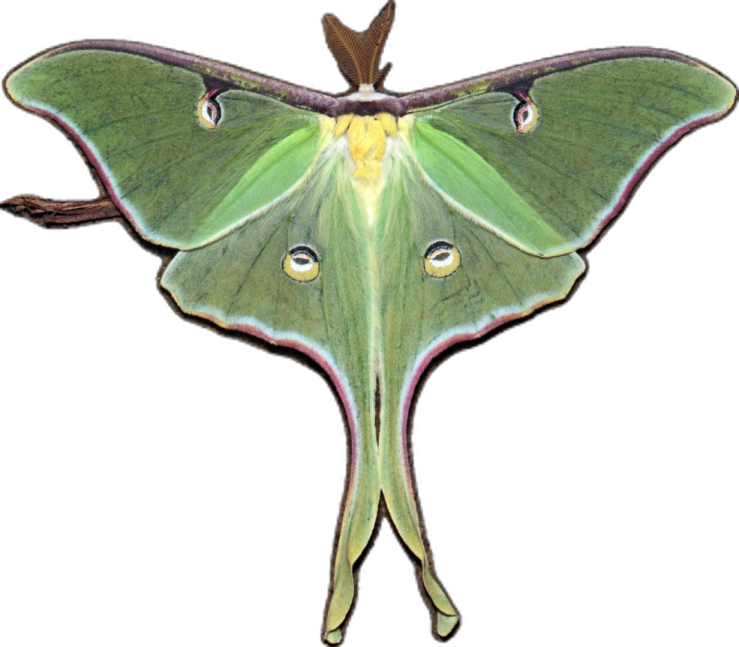 a luna moth on white background