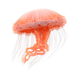 a jellyfish swimming in the ocean