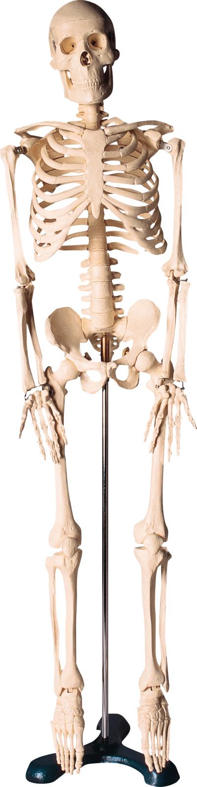a model of the human skeleton