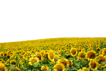 a field of sunflowers
