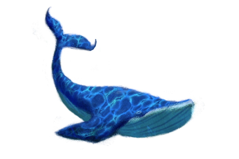 a drawing of a blue whale