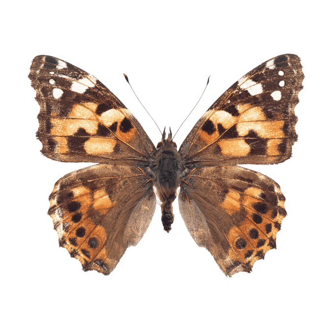 a brown and black butterfly on a white background