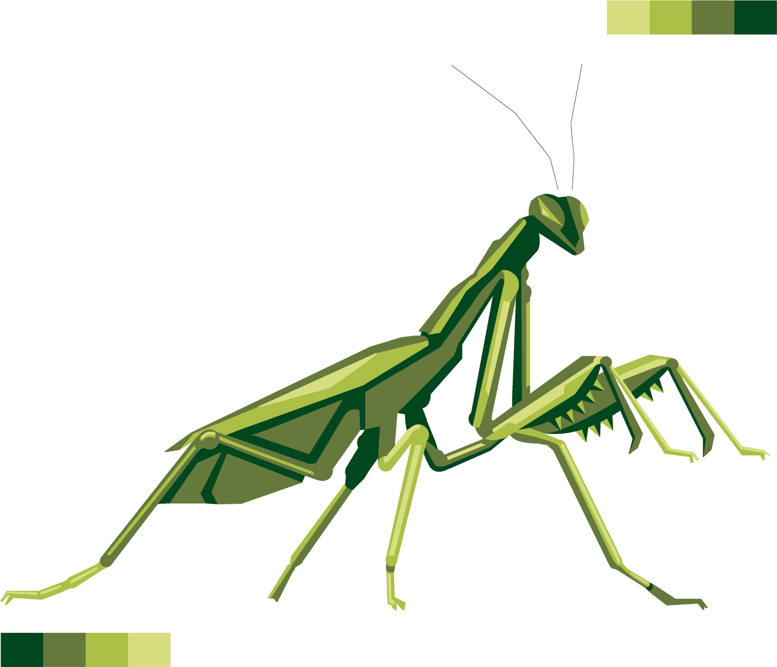 a praying mantis on a white background