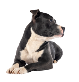 a small black and white dog laying down