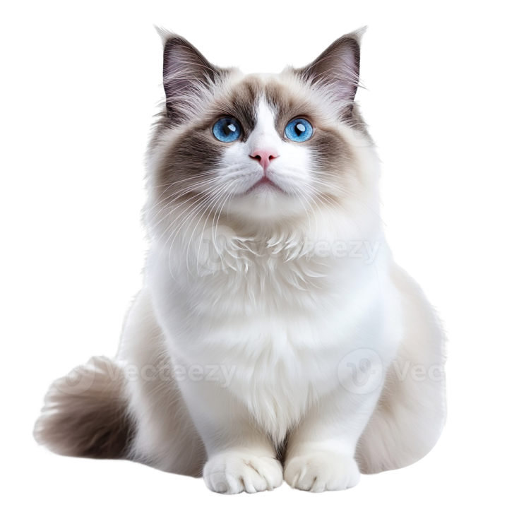 a white cat with blue eyes sitting down