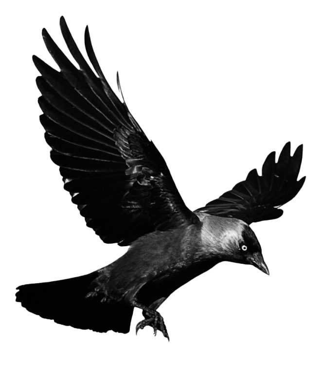 a black and white photo of a bird