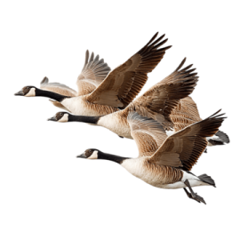 a group of geese flying in the air