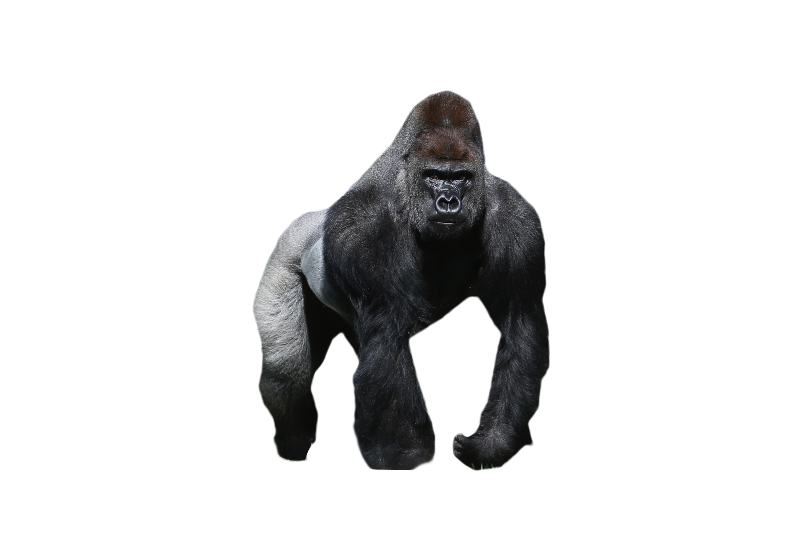 a gorilla standing in front of a white background