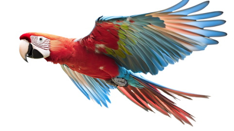 a colorful parrot flying through the air