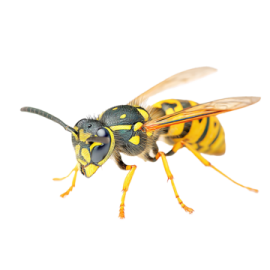 a close up of a bee on a white background