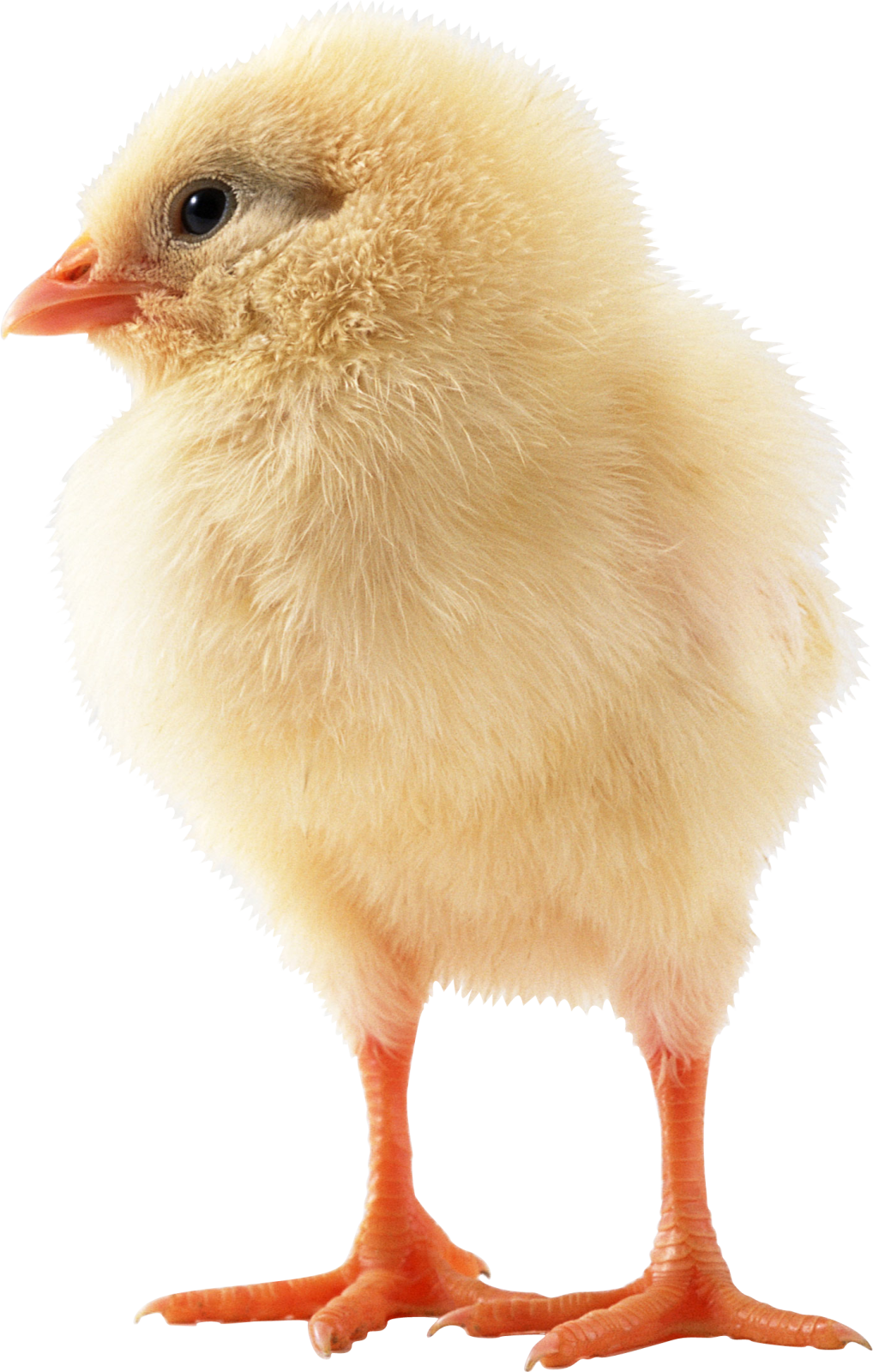 a small chicken standing up against a white background