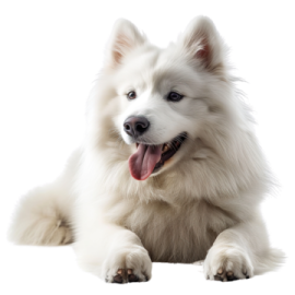a white dog laying down with its tongue out
