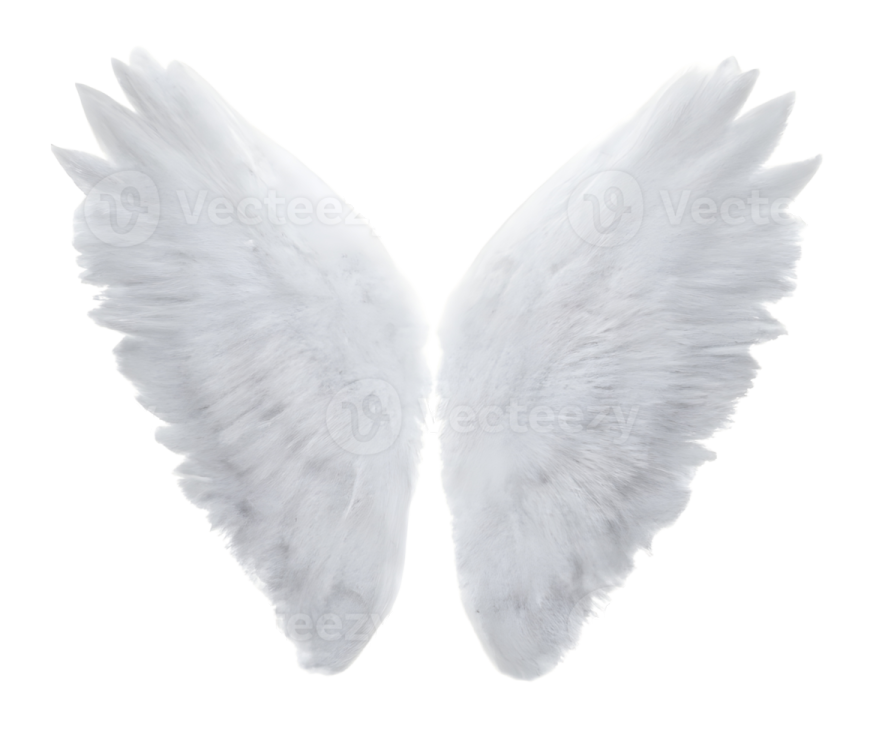 two white wings on a white background