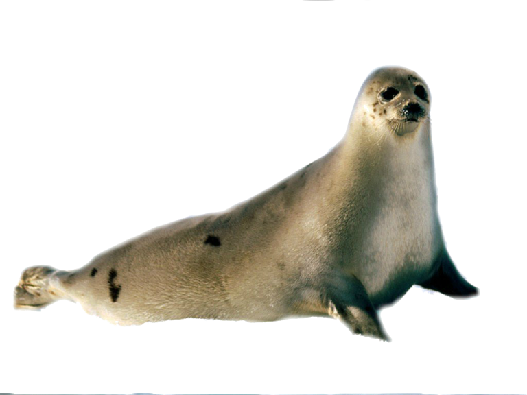 an image of a seal on a white background
