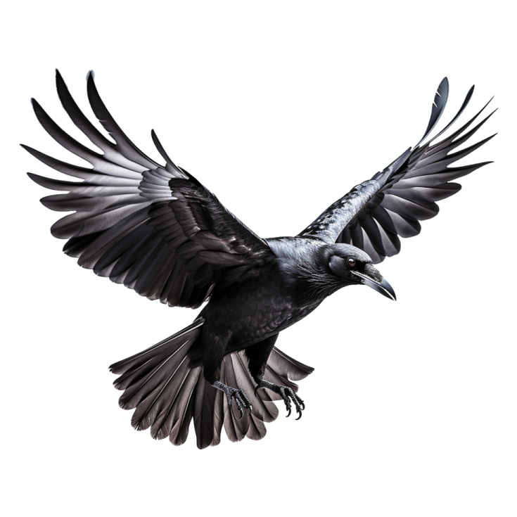 a black and white bird flying in the air