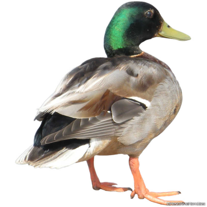 a duck standing on a white surface