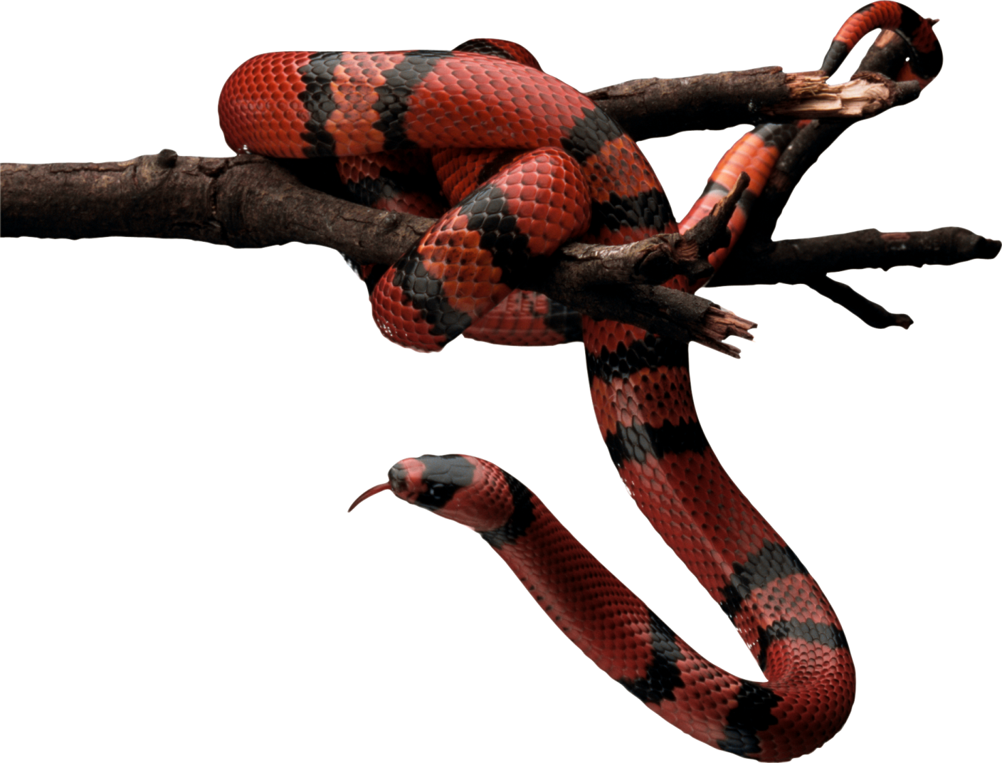 a red and black snake on a branch