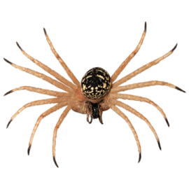 a brown and black spider on a white background