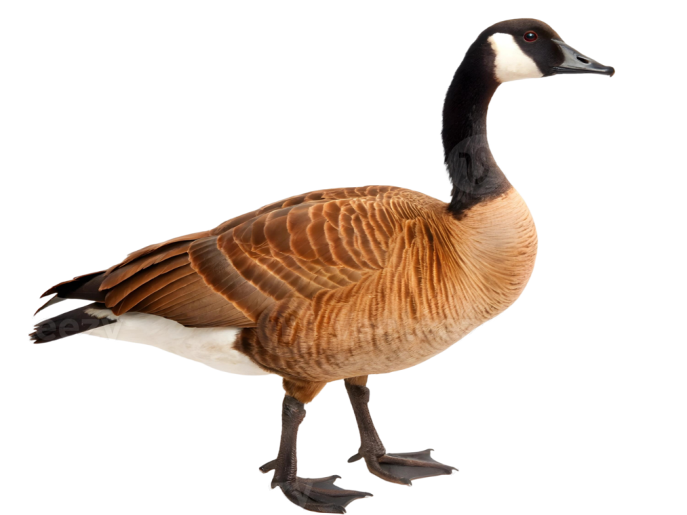 a canada goose standing in front of a white background