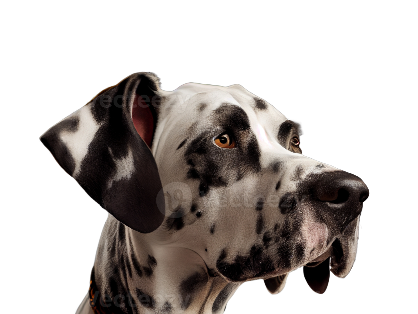 a black and white dog with its mouth open