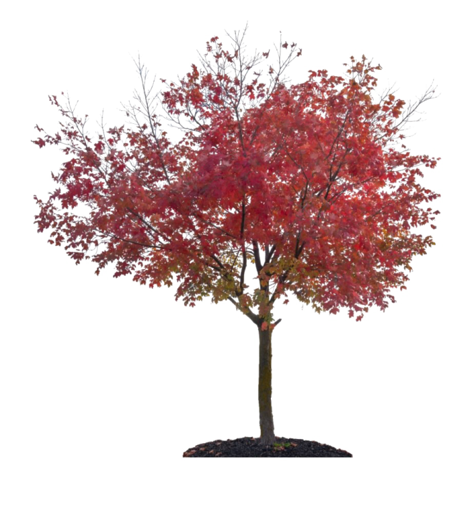 a red maple tree on a white background