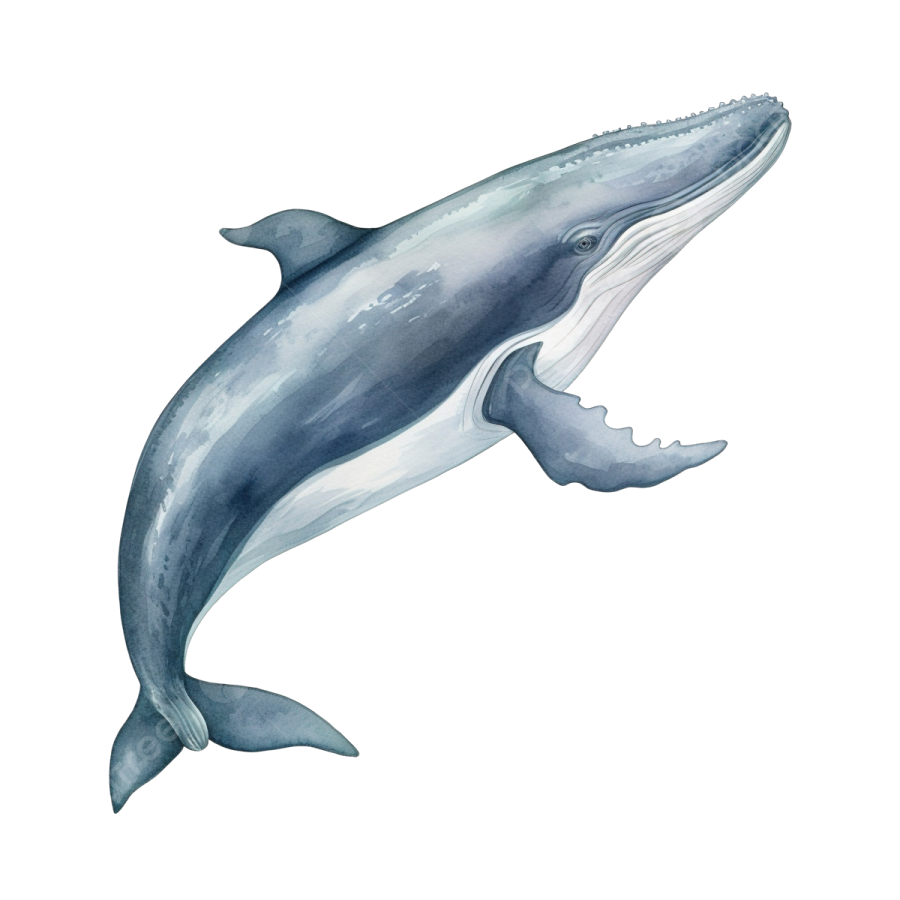 a watercolor drawing of a whale