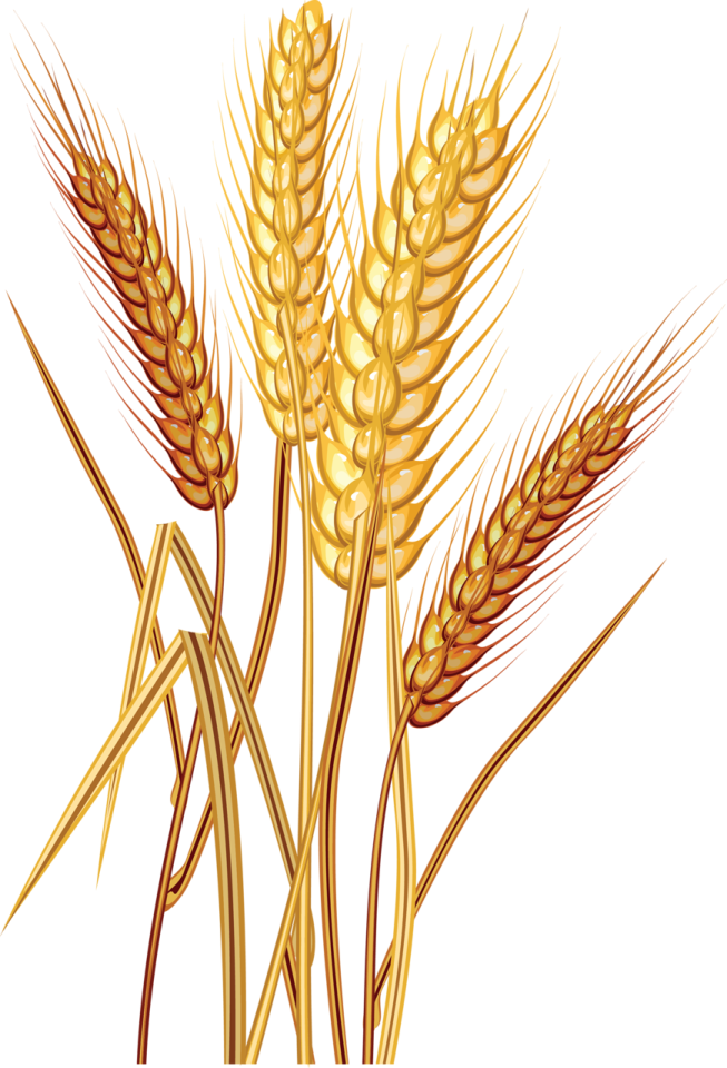 a bunch of wheat