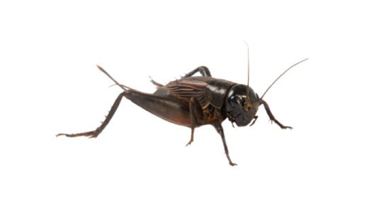 an insect on a white background