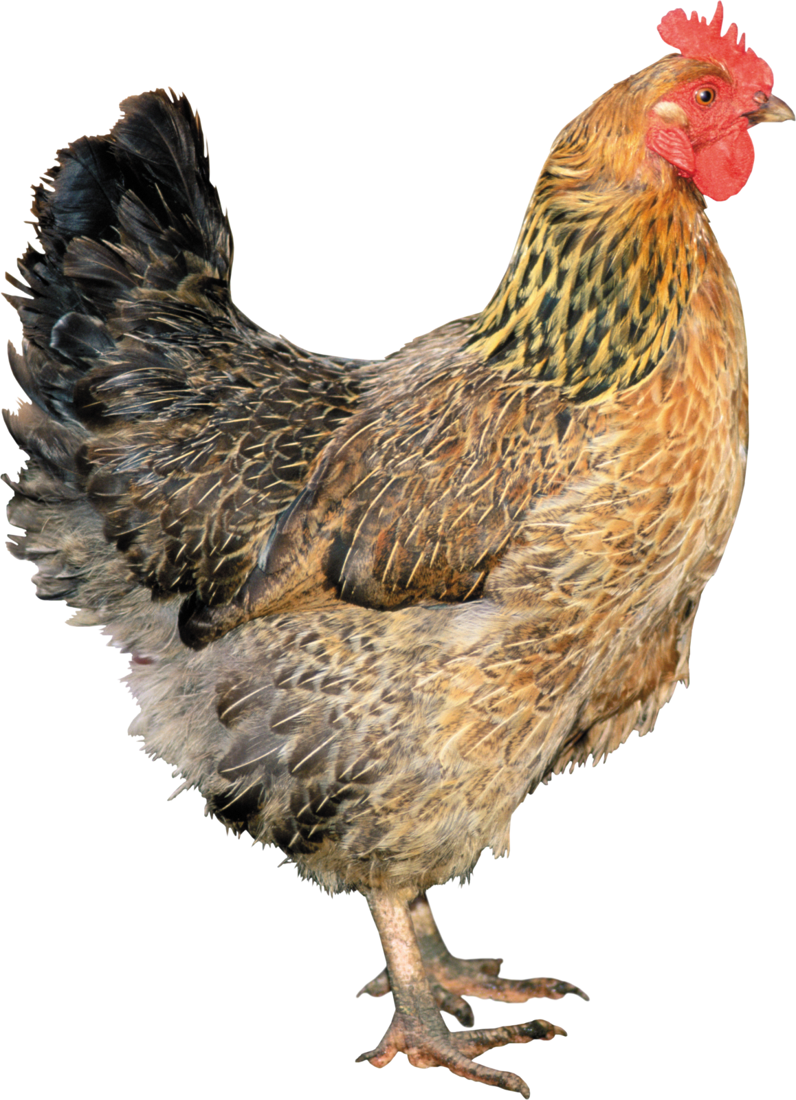 a brown and black chicken
