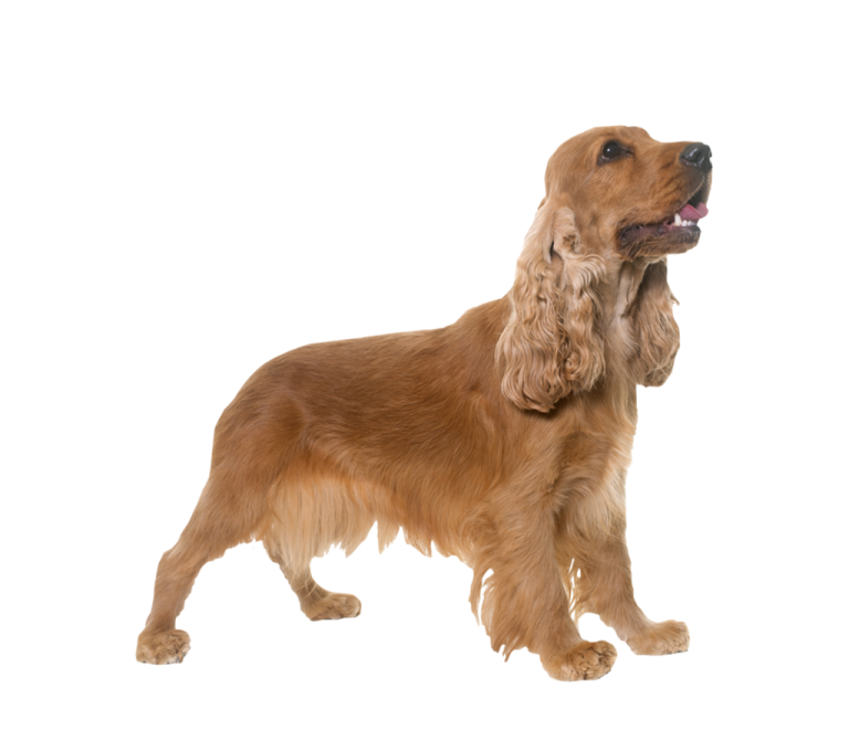 a brown dog standing on a white background