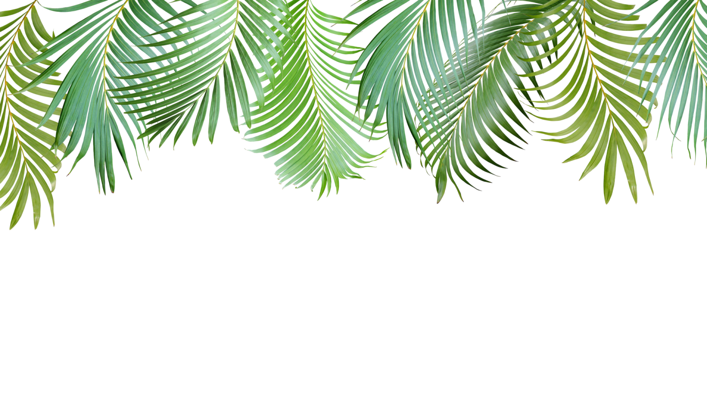 green palm leaves on white background