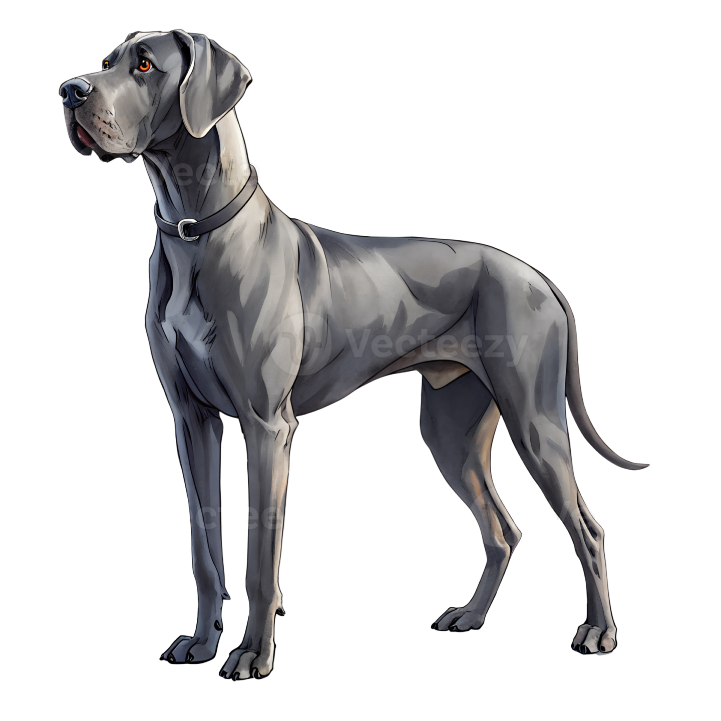 a black and white dog standing on a white background