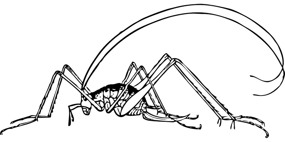 a black and white drawing of a spider