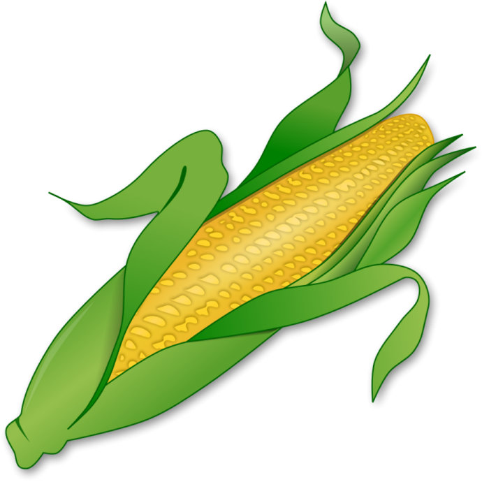 a corn on a white background