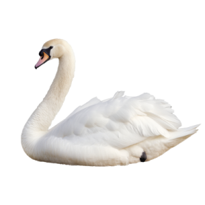 a white swan is swimming in the water