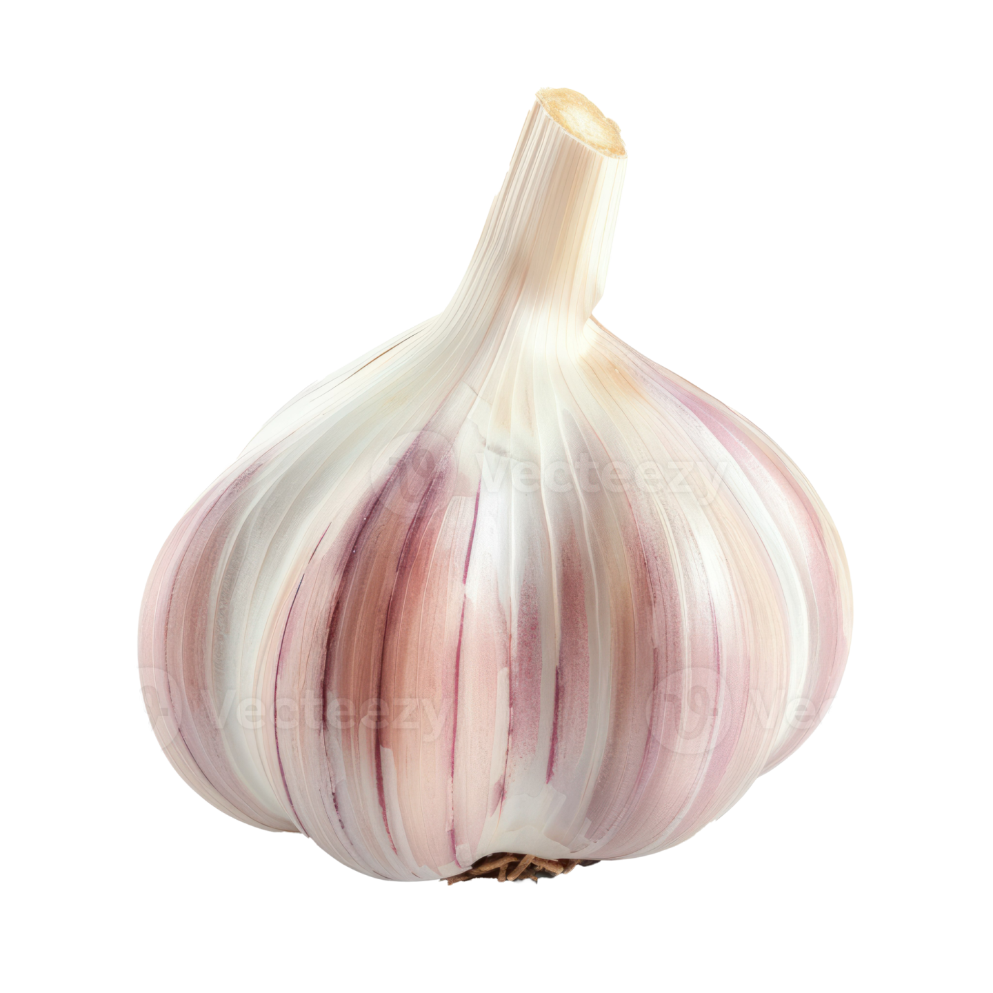 a garlic on a white background