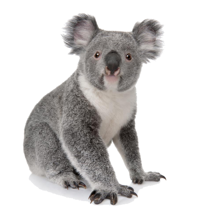 a koloa sitting on the ground