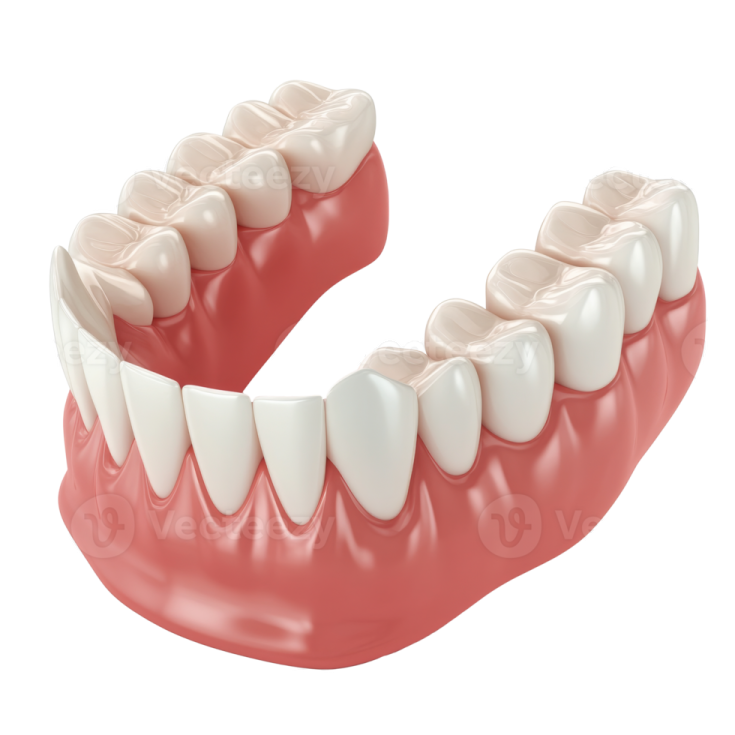a dental model of the teeth