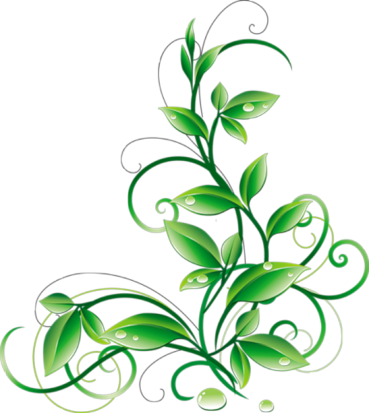 a green plant with leaves on it