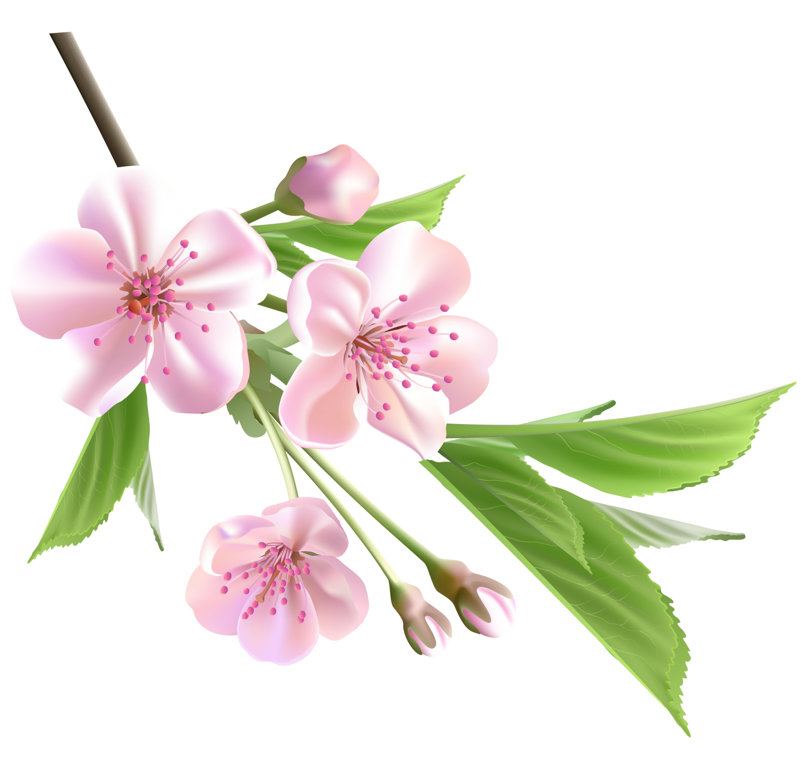 a branch with pink flowers and green leaves