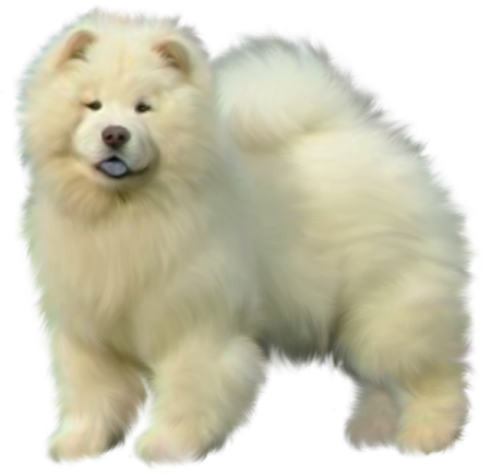 a fluffy white dog standing on a white background