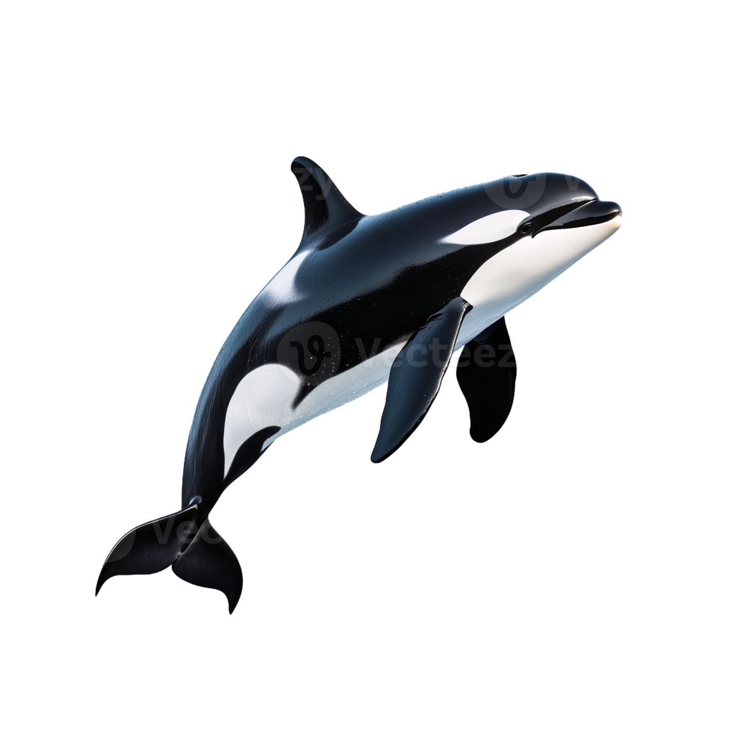 an orca jumping in the air on a white background