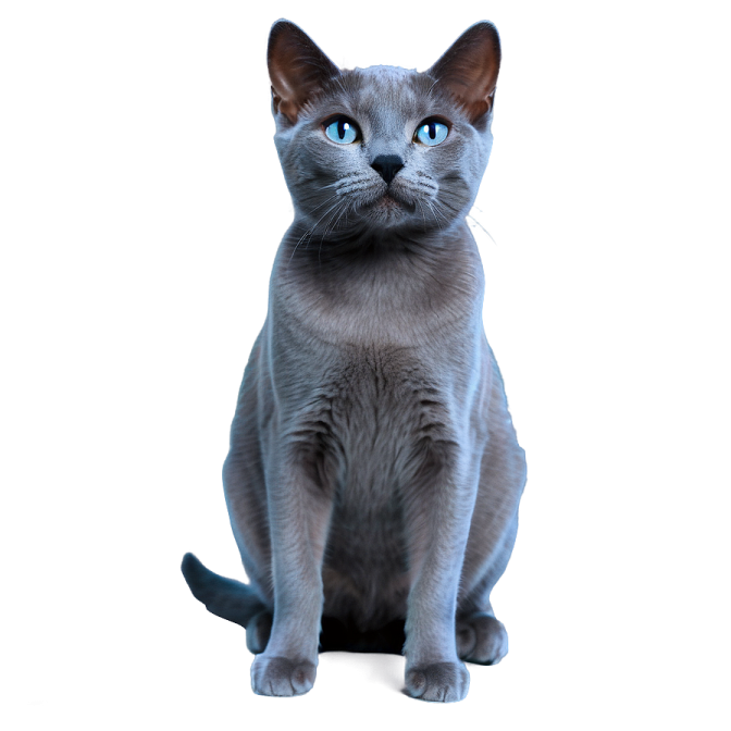 a gray cat sitting on a white surface