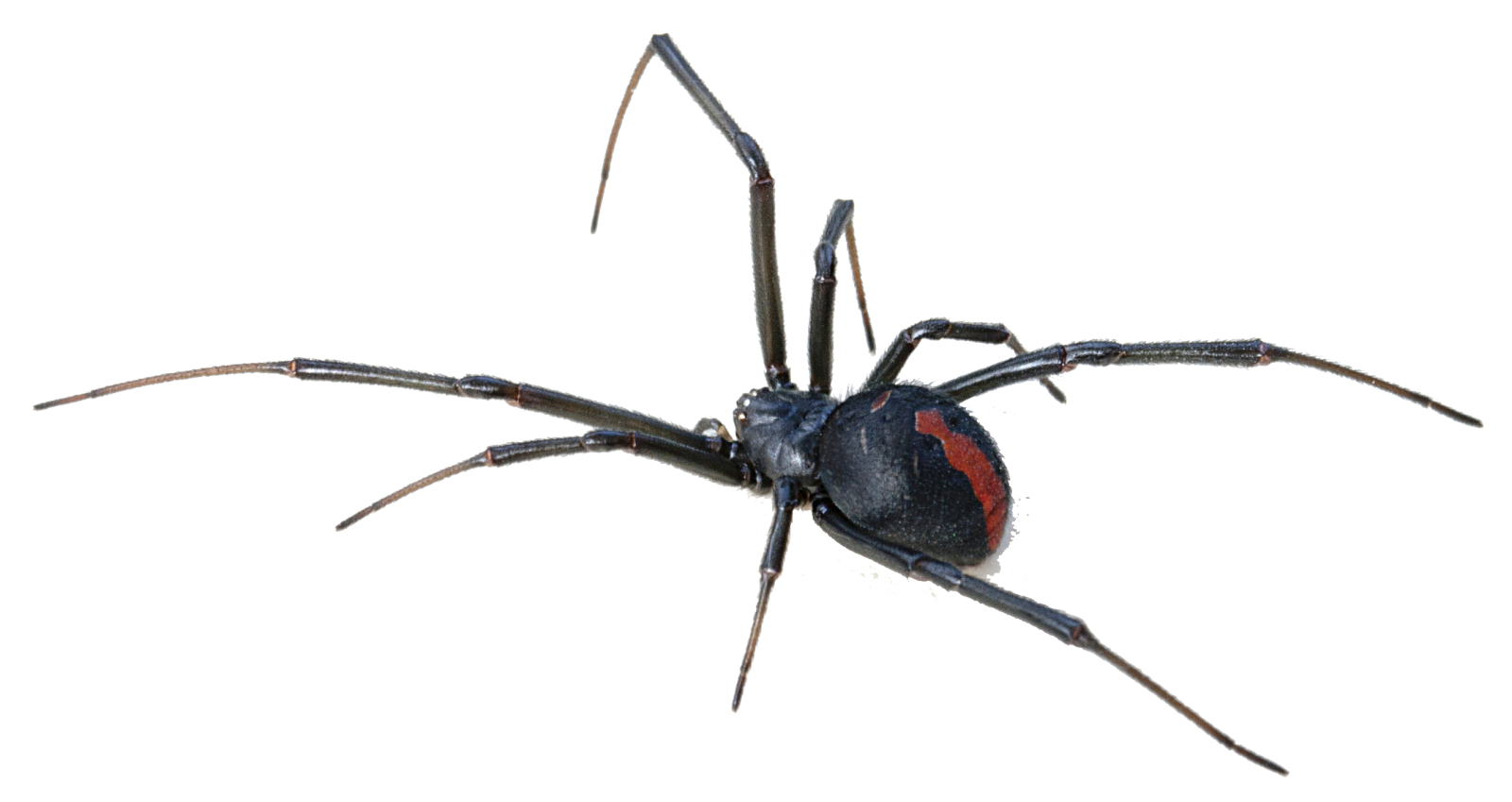 a black widow spider on a white background