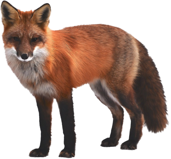 3d digital render of a red fox isolated on white background